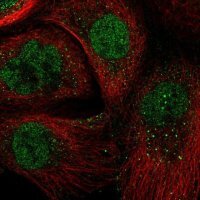 Anti-ARNTL antibody produced in rabbit 