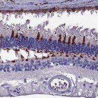 Anti-ARR3 antibody produced in rabbit 