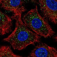 Anti-ARRB2 antibody produced in rabbit 