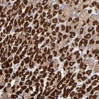 Anti-ASB3 antibody produced in rabbit 