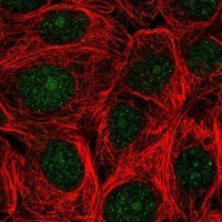 Anti-ASNA1 antibody produced in rabbit 