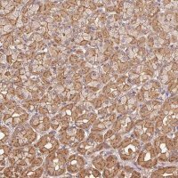 Anti-ATG10 antibody produced in rabbit 