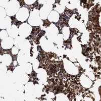 Anti-ATG2A antibody produced in rabbit 