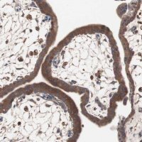 Anti-ATG7 antibody produced in rabbit 