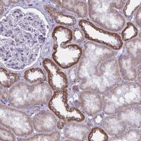 Anti-ATG9A antibody produced in rabbit 