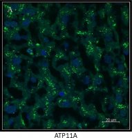 Anti-ATP11A antibody produced in rabbit 
