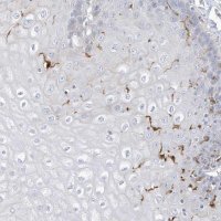 Anti-ATP13A1 antibody produced in rabbit 