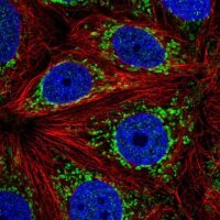 Anti-ATP5J2 antibody produced in rabbit 