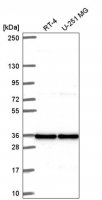 Anti-ATP6V1C1 antibody produced in rabbit HPA057297-100UL