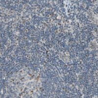 Anti-ATXN1 antibody produced in rabbit 