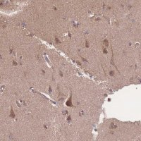 Anti-ATXN10 antibody produced in rabbit 
