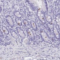 Anti-AVIL antibody produced in rabbit 