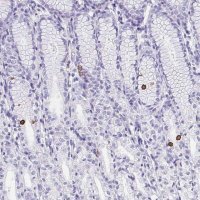 Anti-AVIL antibody produced in rabbit 