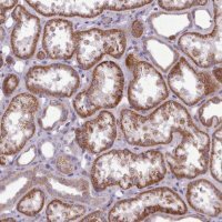 Anti-AVL9 antibody produced in rabbit 