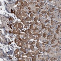 Anti-AXL antibody produced in rabbit 