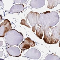 Anti-B3GALT4 antibody produced in rabbit 