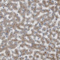 Anti-B3GNT5 antibody produced in rabbit 