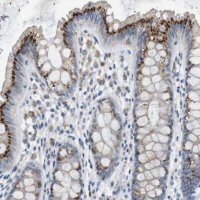 Anti-B4GALNT2 antibody produced in rabbit 