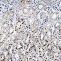 Anti-B4GALNT2 antibody produced in rabbit 