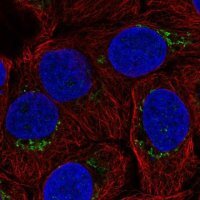 Anti-B4GALT4 antibody produced in rabbit 
