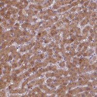 Anti-BAAT antibody produced in rabbit 