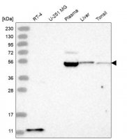 Anti-BACE2 antibody produced in rabbit