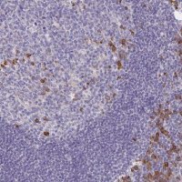 Anti-BAD antibody produced in rabbit 