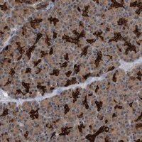 Anti-BAIAP3 antibody produced in rabbit 