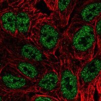 Anti-BATF antibody produced in rabbit 
