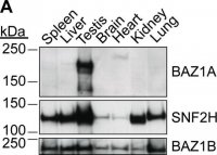 Anti-BAZ1A antibody produced in rabbit 