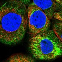 Anti-BCAS4 antibody produced in rabbit