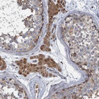 Anti-BCS1L antibody produced in rabbit 