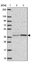Anti-BEND5 antibody produced in rabbit 