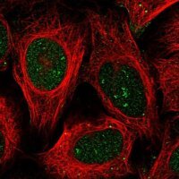 Anti-BEND7 antibody produced in rabbit