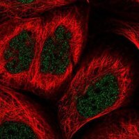 Anti-BHLHE41 antibody produced in rabbit 