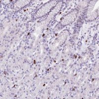 Anti-BHMG1 antibody produced in rabbit 