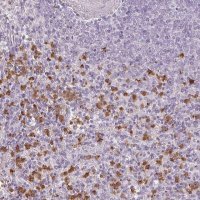 Anti-BIK antibody produced in rabbit 