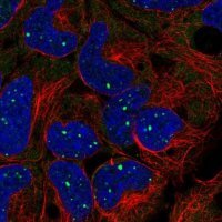 Anti-BMI1 antibody produced in rabbit 