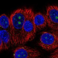 Anti-BMP7 antibody produced in rabbit 