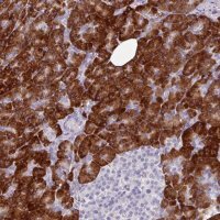 Anti-BMS1 antibody produced in rabbit 