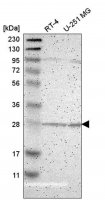 Anti-BNIP1 antibody produced in rabbit 