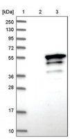 Anti-BNIPL antibody produced in rabbit HPA019946-100UL