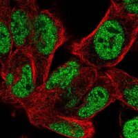 Anti-BOC antibody produced in rabbit 