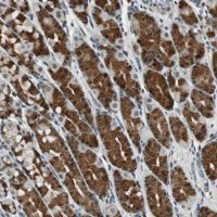 Anti-BOLA1 antibody produced in rabbit 