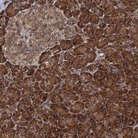 Anti-BORA antibody produced in rabbit 