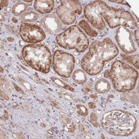 Anti-BPNT1 antibody produced in rabbit HPA048461-100UL