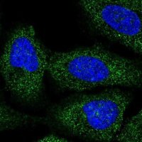 Anti-BRAP antibody produced in rabbit 