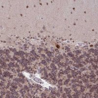 Anti-BRD3 antibody produced in rabbit 