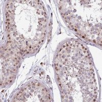 Anti-BRD3 antibody produced in rabbit 
