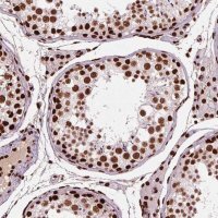 Anti-BRD4 antibody produced in rabbit 